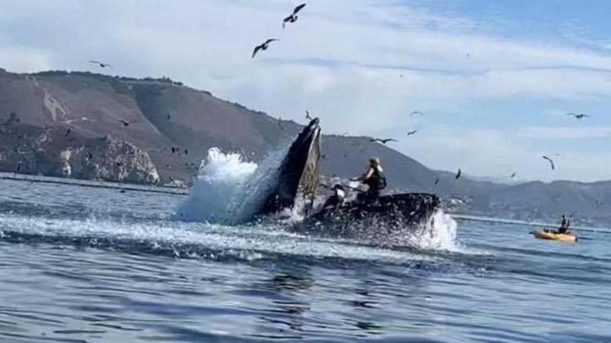 Vídeo | Una balena s'empassa dos turistes que practicaven caiac a Califòrnia