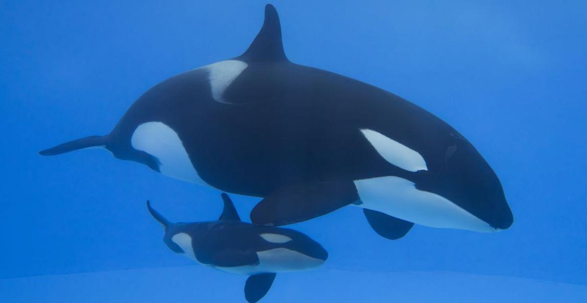 La orca Morgan con su cría en Loro Parque. |  | ED