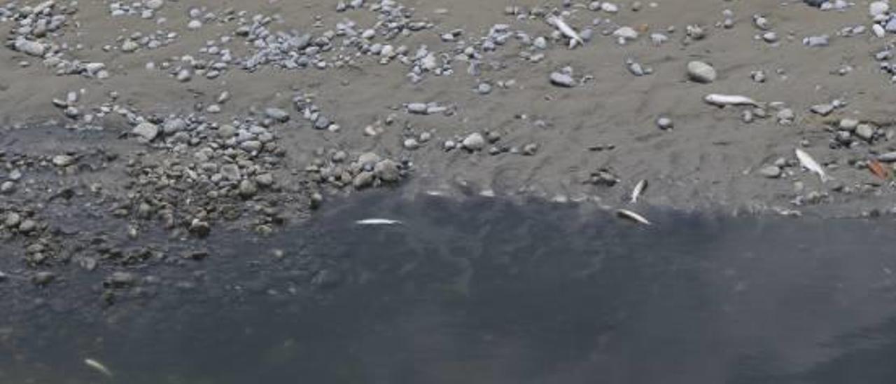 Aguas residuales causan mortandad de fauna en la desembocadura del río Serpis