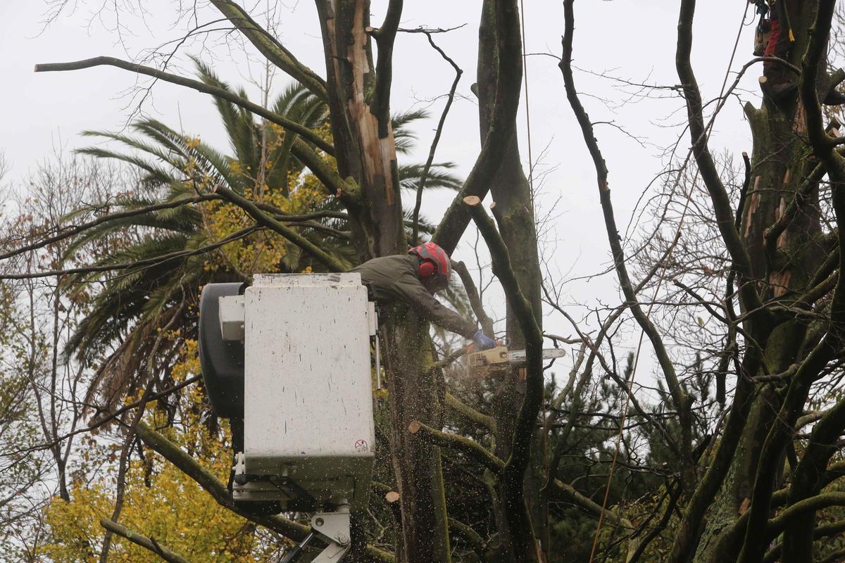 Operarios trabajan en el árbol