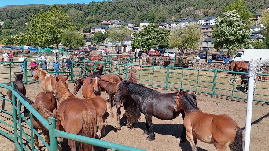 VÍDEO | La Feria de Porto de Sanabria reúne a más de un centenar de caballos