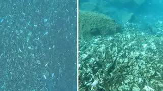 Alarma por el preocupante estado del fondo marino de Badalona: "Un auténtico desastre" | Vídeo