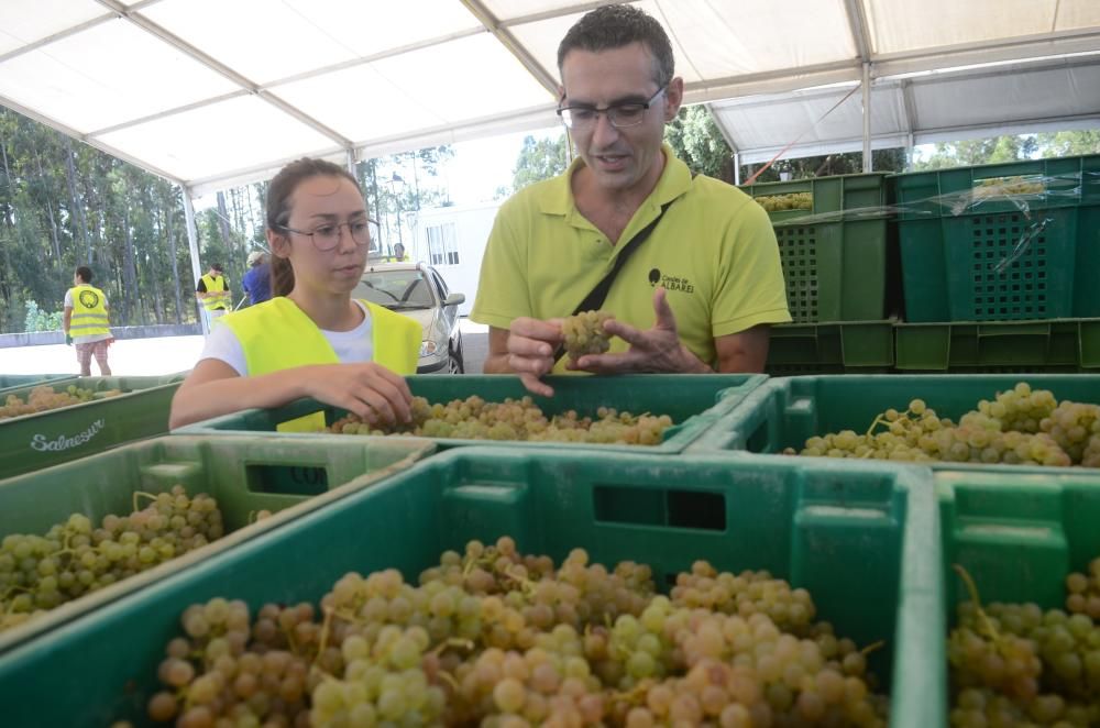 Las grandes bodegas tiran del carro en la vendimia Rías Baixas.