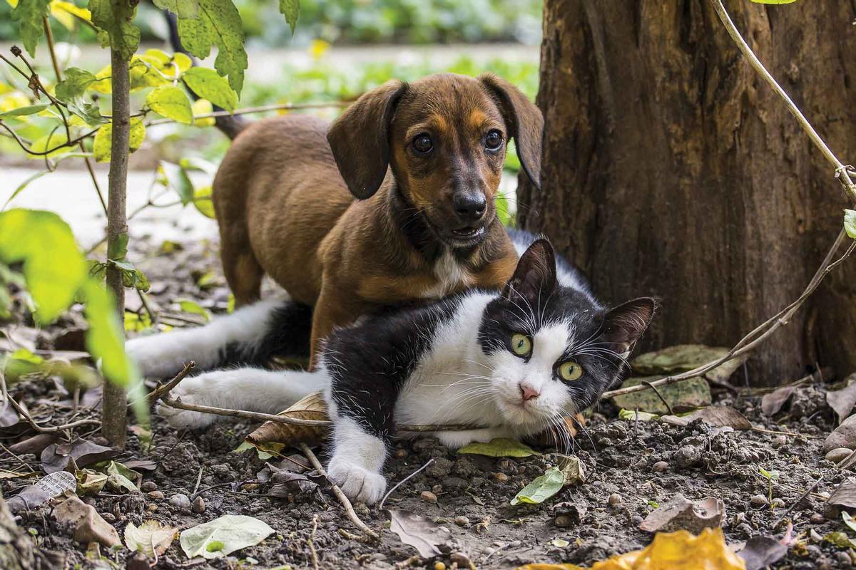 La caída de las adopciones aumenta la congestión de los centros de acogida