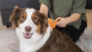 Ayuda a eliminar todos los pelos sueltos de tus mascotas con este increíble peine al 50% de descuento