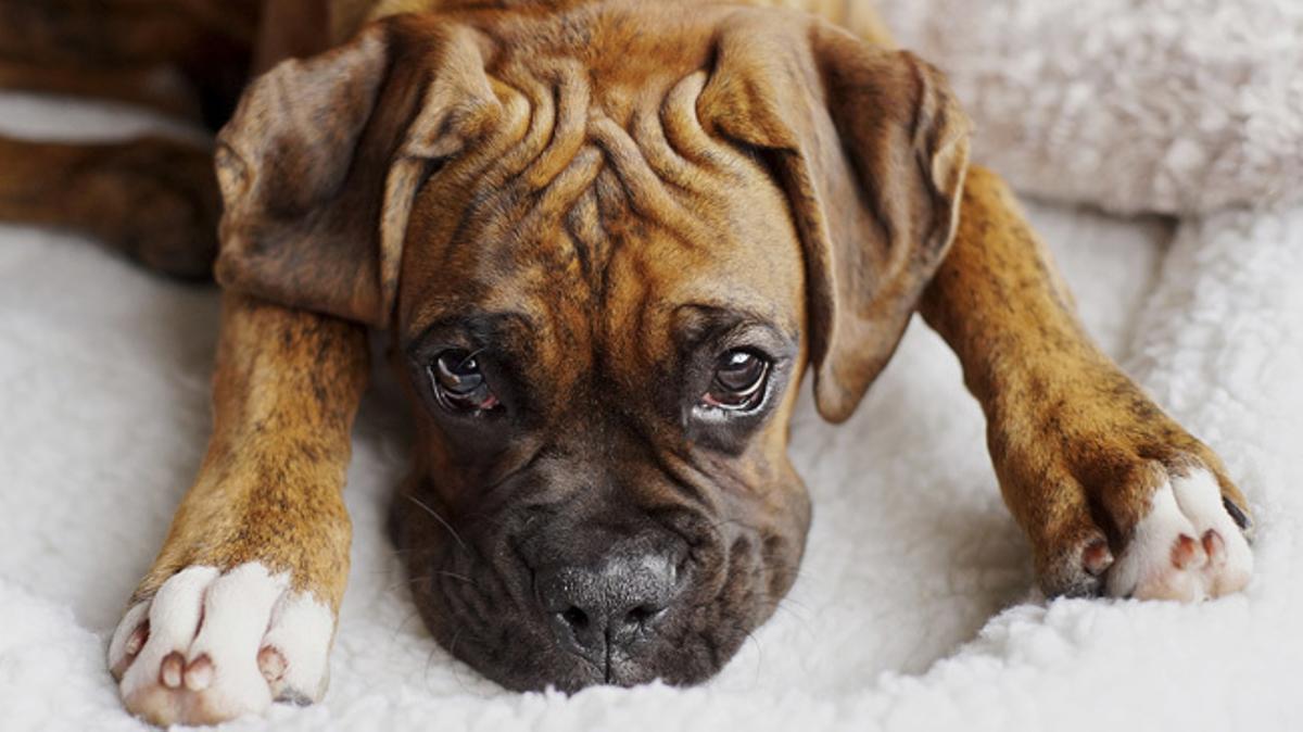 Las 10 mejores razas de perro para convivir con niños