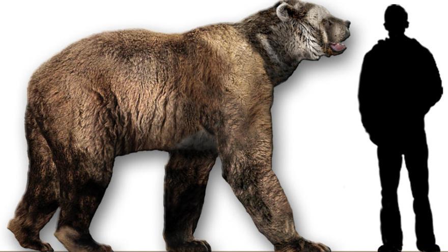 Figuraicón de un oso de cara corta comparado con un humano de 1,80 metros de altura.