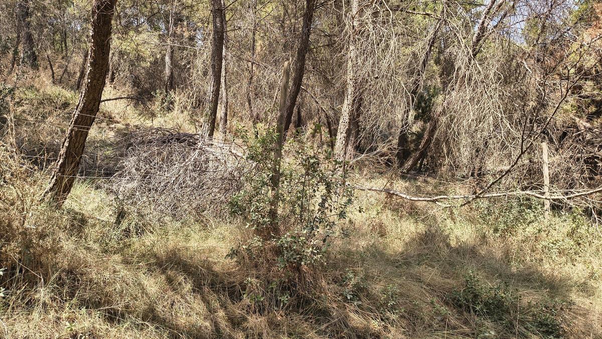 Un bosc no gestionat, amb branques i sotabosc que faciliten el pas del foc