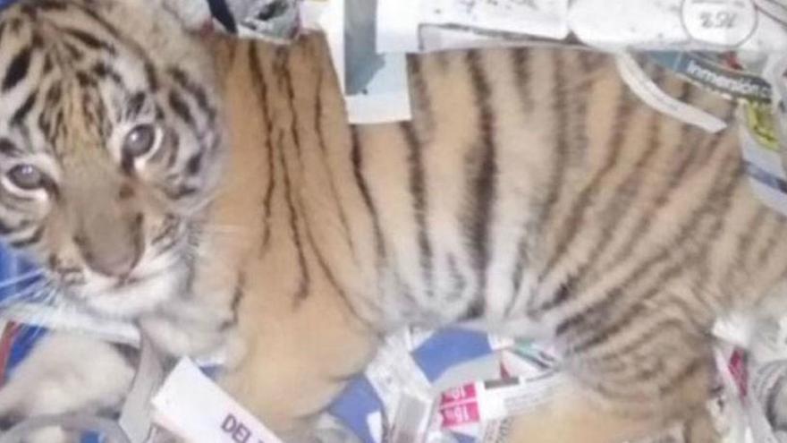 El tigre se encontraba en el interior de una caja sedado.