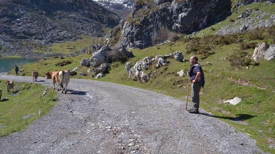 Subida de las primeras vacas a la montaña de Covadonga, en una imagen de archivo; al fondo, el lago Enol.