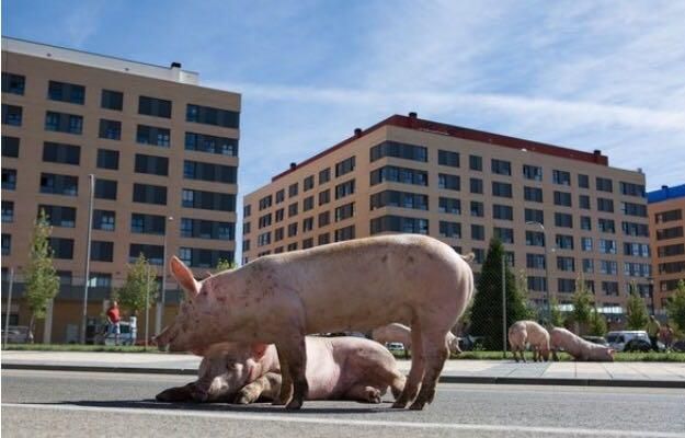 Un grupo de cerdos toma la entrada a Soria