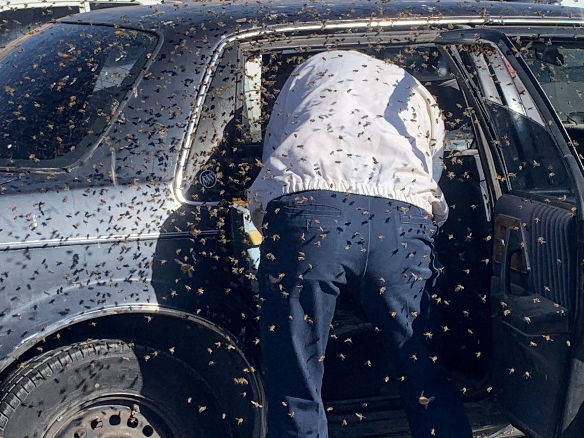 Un estadounidense encuentra 15.000 abejas en su coche