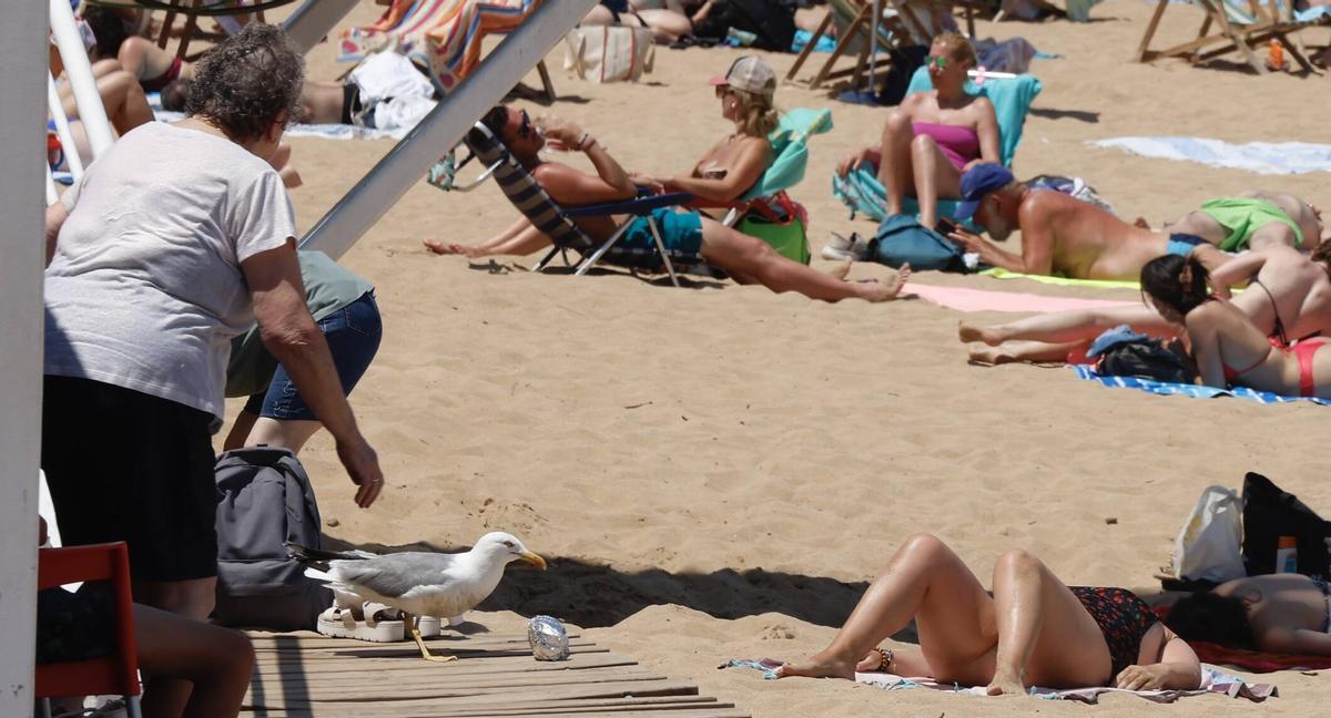 La curiosa escena con una gaviota y un bocadillo en Gijón, en imágenes