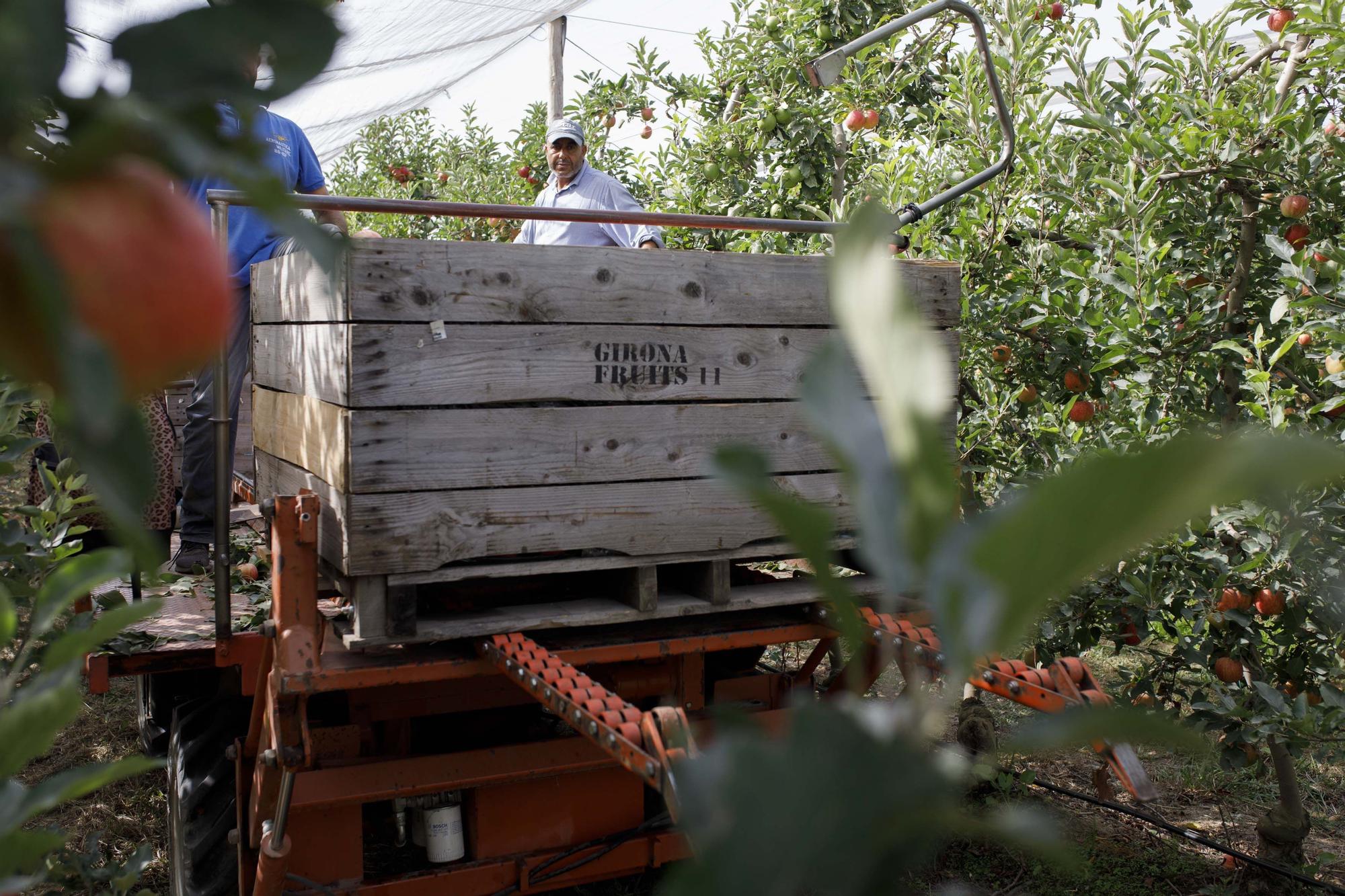 Poma de Girona preveu mantenir una producció alta tot i la sequera