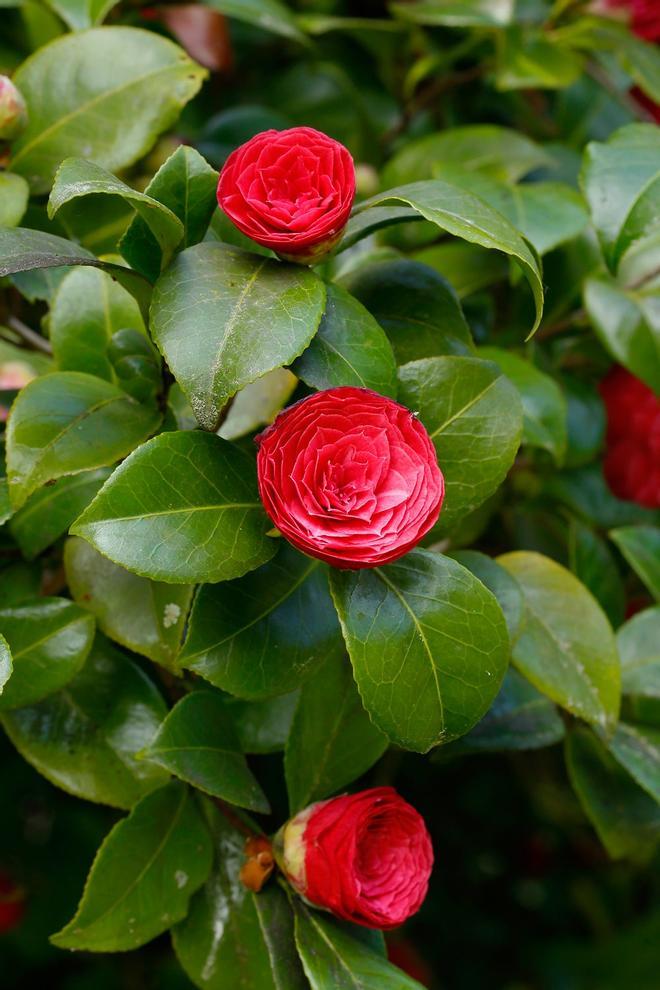 Camelias en Pazo de Mariñán