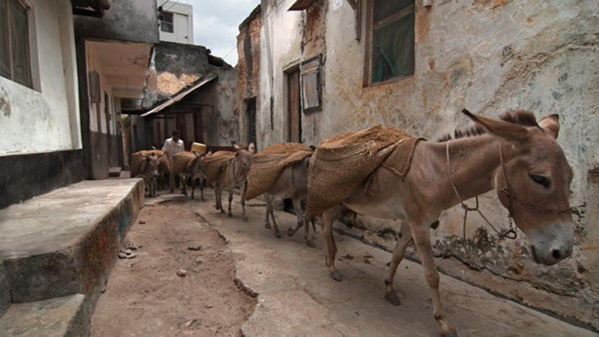 El medio de transporte típico en Lamu es el burro.