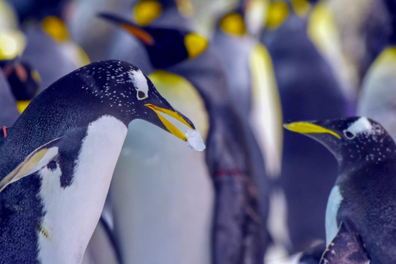'Baby boom' de pingüinos en Loro Parque