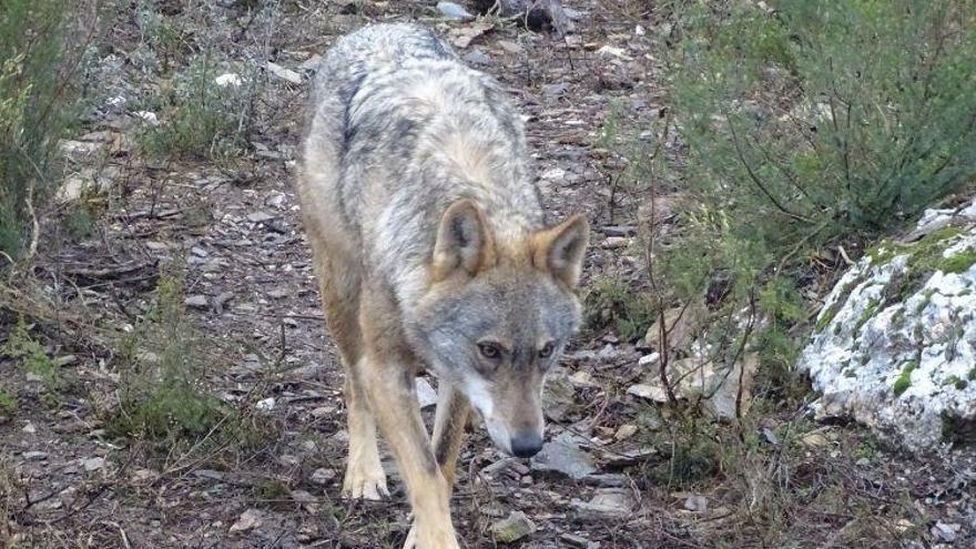 Un ejemplar de lobo ibérico.