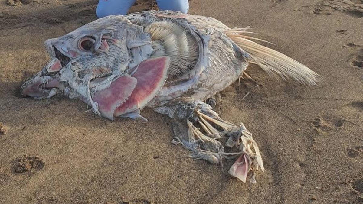 Aparece un extraño pez gigante en Fuerteventura