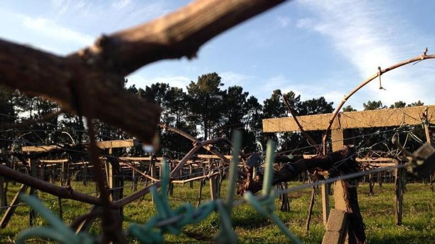 La bodega de la familia del conselleiro alega que se le impuso la sanción mínima: 30.000 euros por tres temporeros
