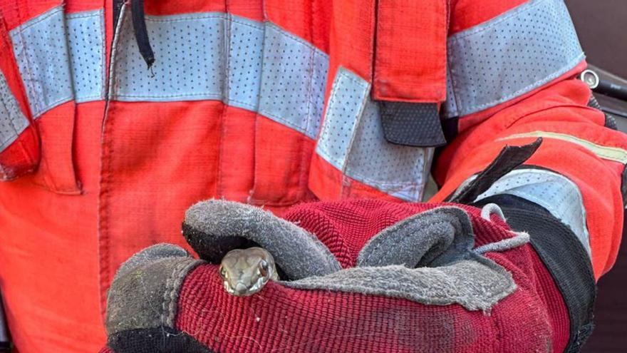 Imagen de archivo de una serpiente en Cangas. | Fdv