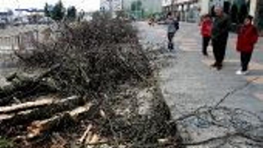 Revuelta vecinal en Alcoresa por la eliminación de árboles