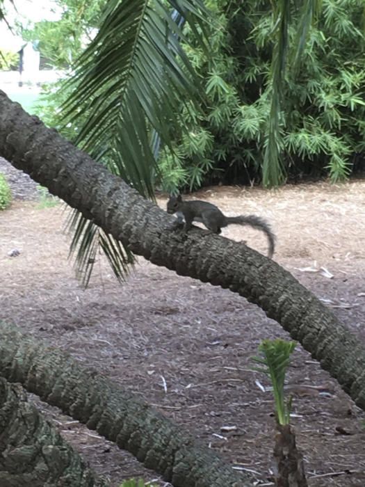 Rosegador. L’esquirol és un animal omnívor de petites dimensions, utilitza la cua de paracaigudes quan salta d’un arbre a un altre, per a ell, les branques són camins en l’aire.