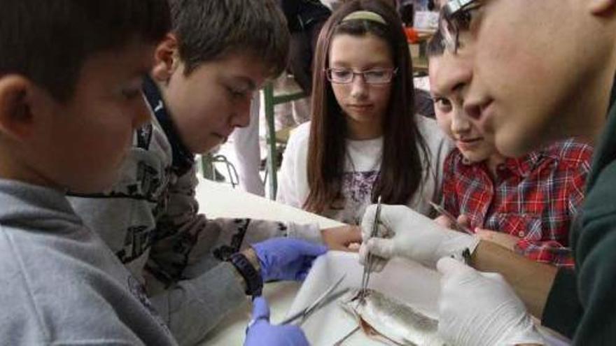 Alumnos del CEIP La Candelaria diseccionan una trucha en uno de los talleres del instituto Río Duero.