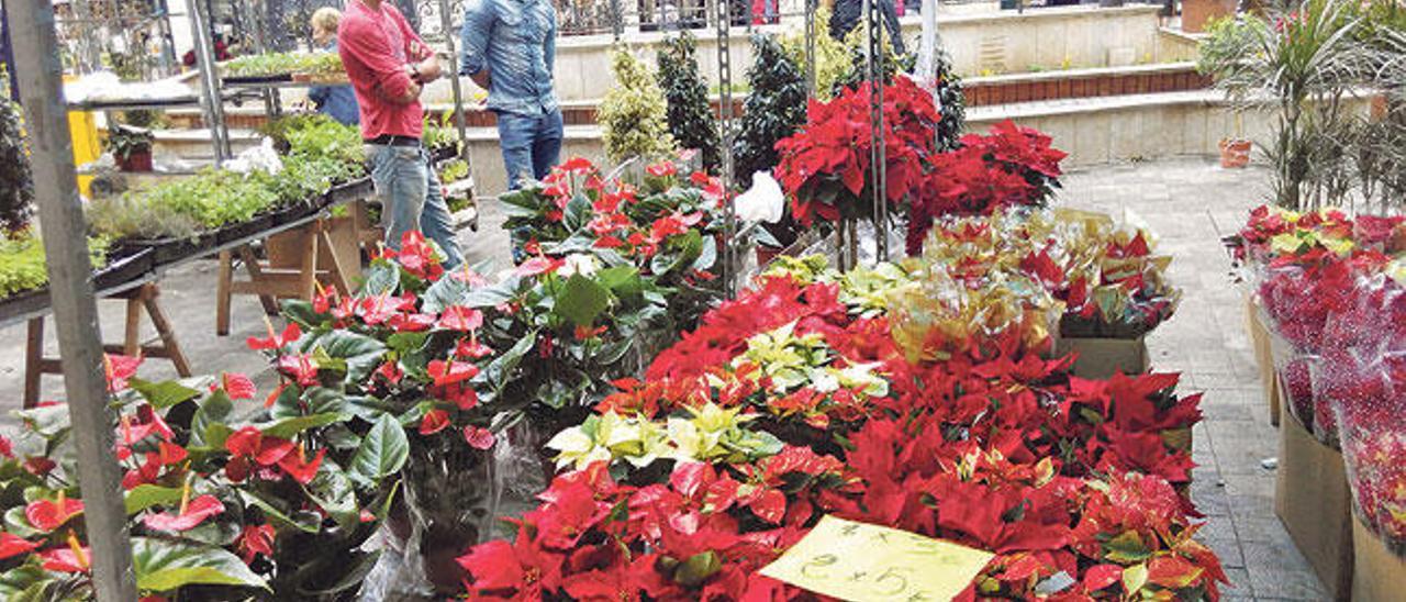 Una bonita parada de poinsetias en Inca.