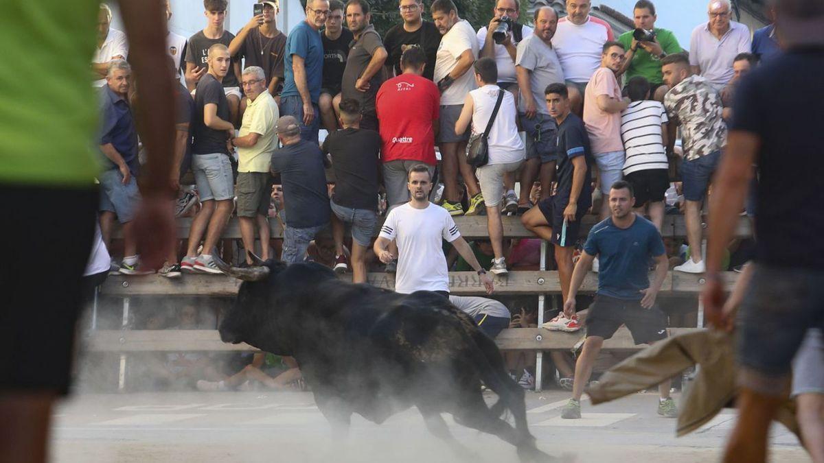 Un festejo de ‘bous al carrer’ a principios de este mes en Benifairó de les Valls.