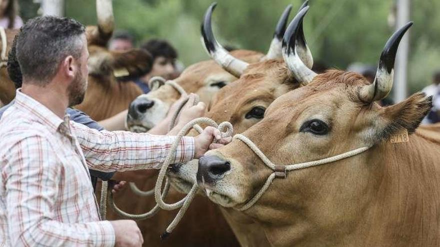 Vacas de la raza asturiana de los valles.