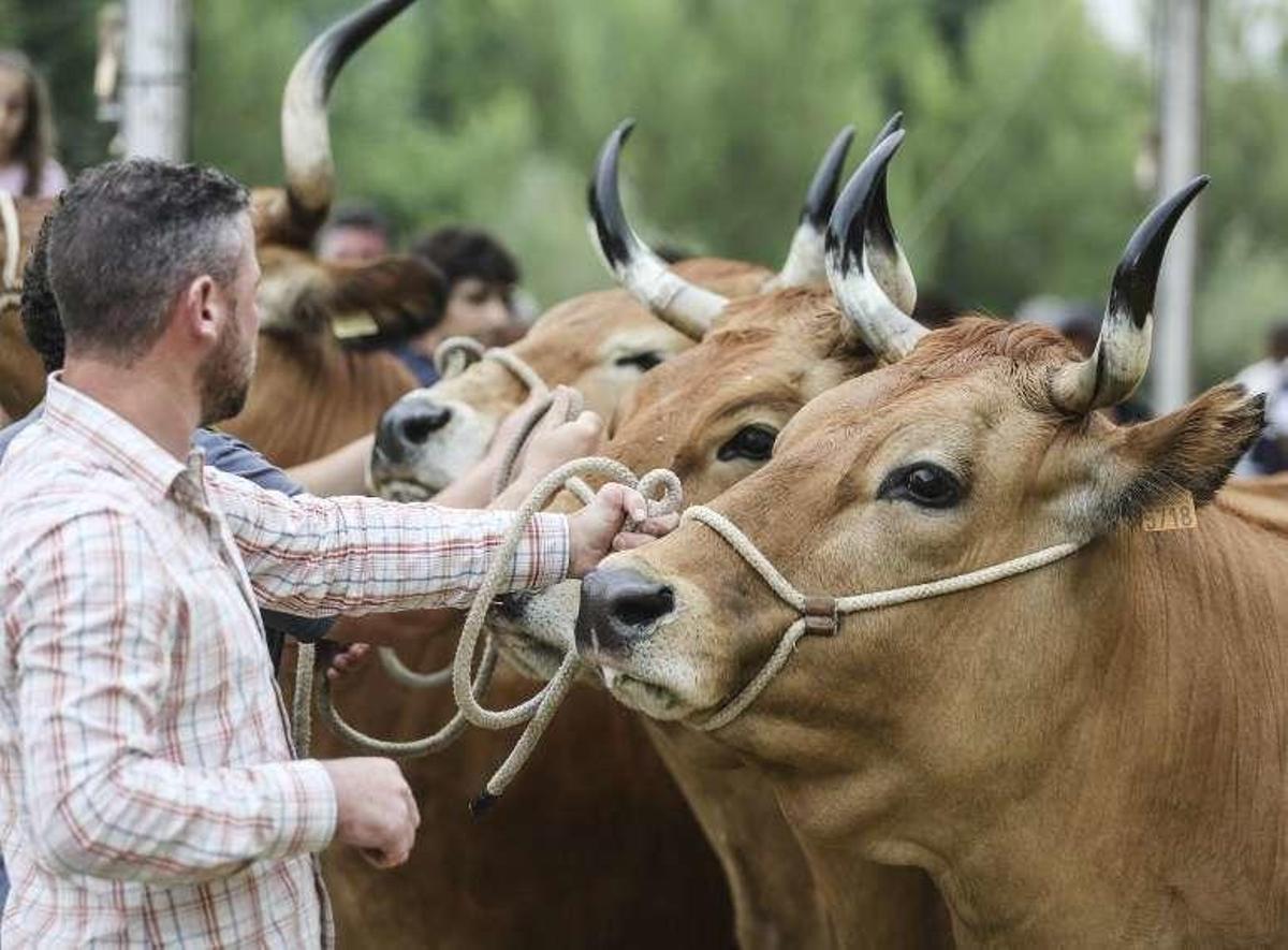 Vacas de la raza asturiana de los valles.