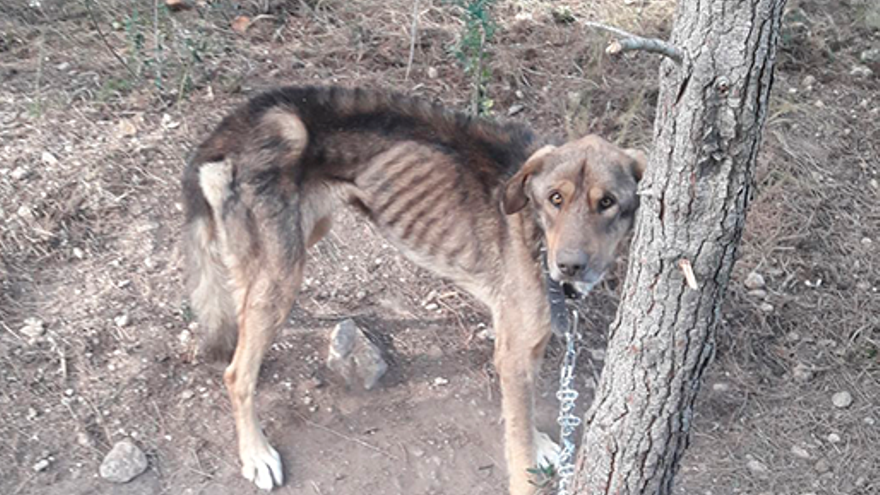 Denuncian que no se actuara antes en el refugio de animales de l&#039;Olleria