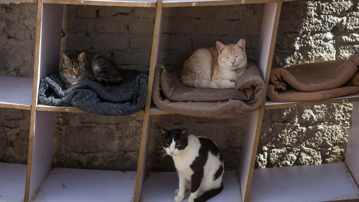 Un refugio para animales en Egipto aloja y rescata a perros y gatos maltratados.