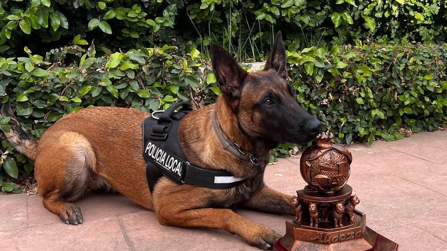 Bronce en detección de drogas para un policía de Alfara y su perra Osa