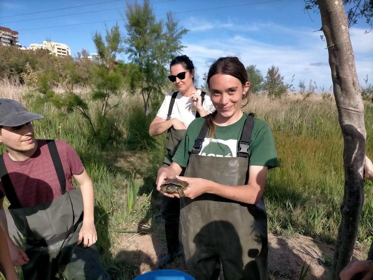 Una de les tortugues d’aigua localitzades a la marjal.