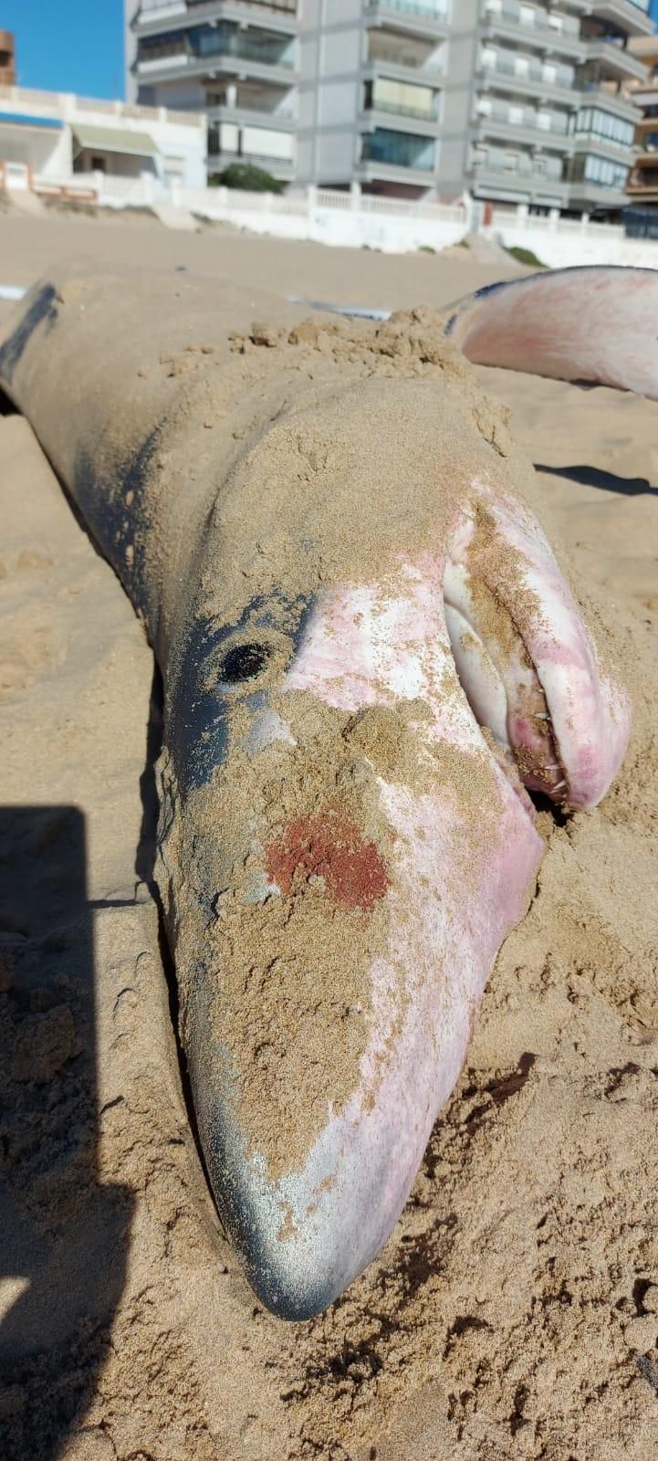 Hallan una tintorera varada en la playa de Guardamar del Segura