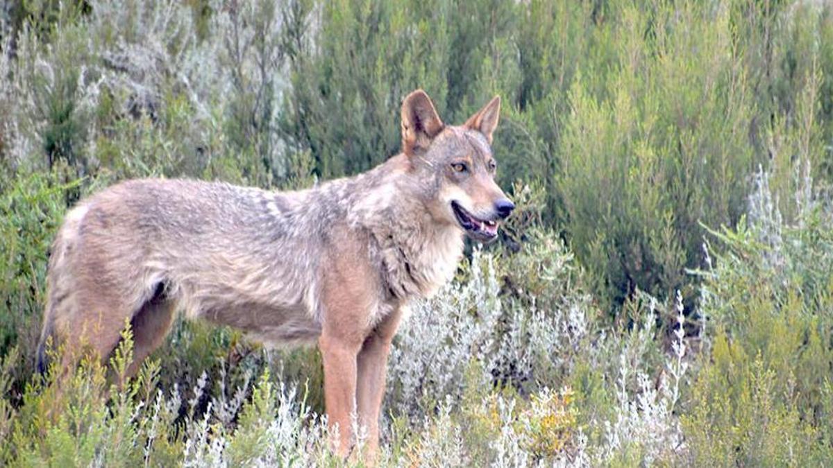 Un ejemplar de lobo.