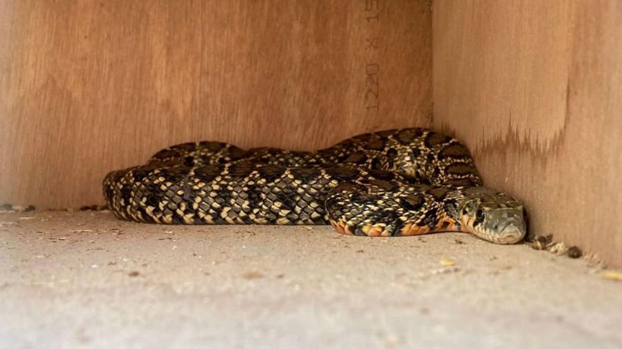 Imagen de archivo de una serpiente capturada en una trampa. | M. C. M.