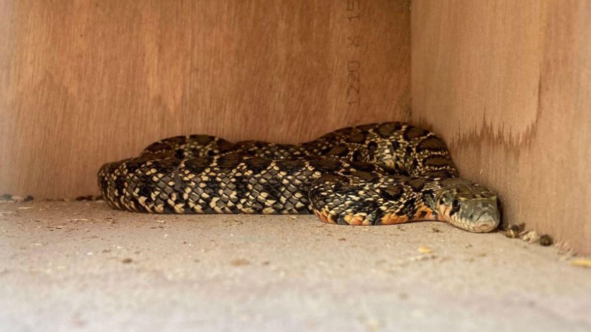 Imagen de archivo de una serpiente capturada en una trampa.