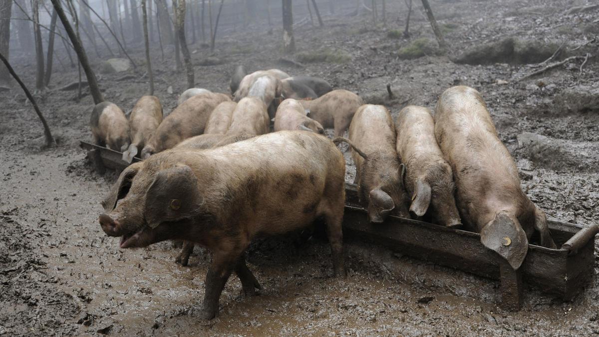 Diversos porcs en una fotografia d'arxiu.