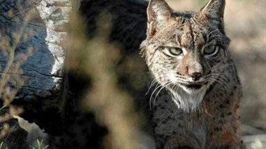 Mueren atropellados dos linces en Cardeña y Adamuz