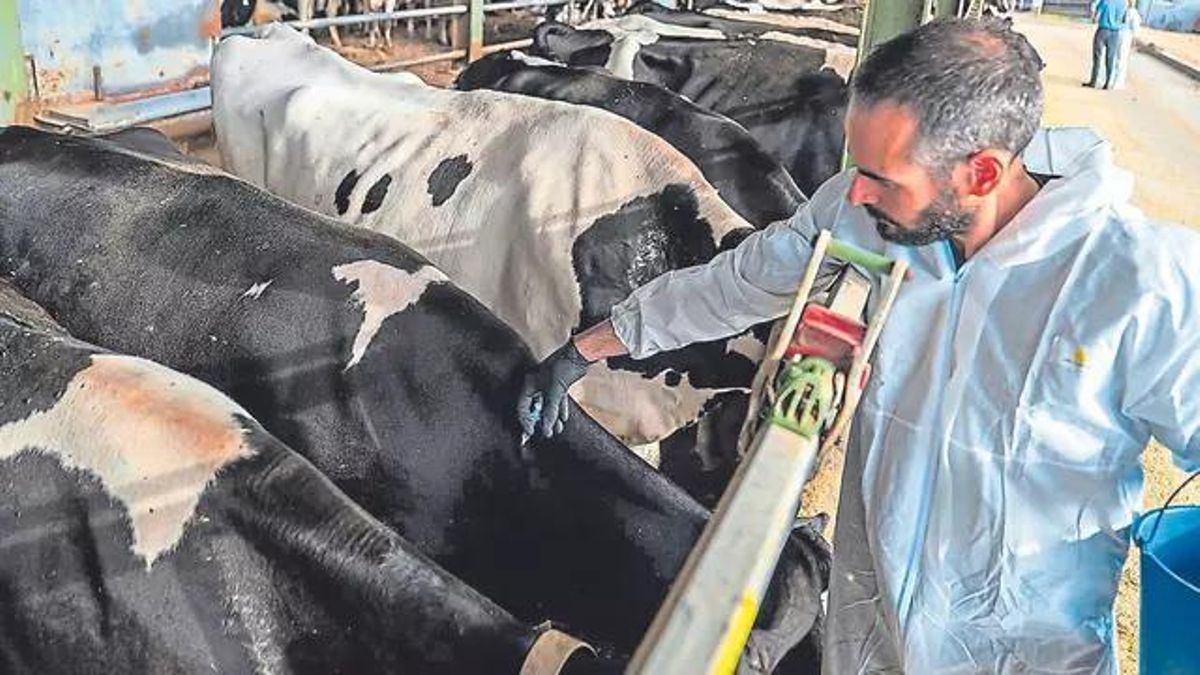 Un veterinario administrando la vacuna de la dermatosis en una granja ampurdanesa Un veterinario administrando la vacuna de la dermatosis en una granja ampurdanesa