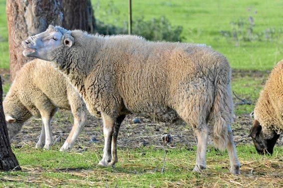 Schafe von Nele Bendgens