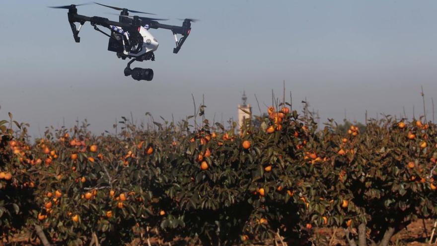 Los agricultores d&#039;Algemesí lanzan un dron para controlar el estado de la fruta