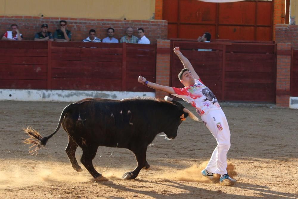 Concurso de cortes en Fuentesaúco.