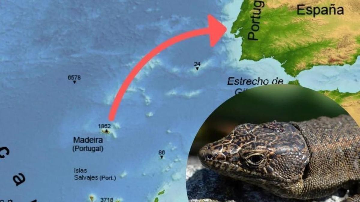 Recorrido que el lagarto realizó dentro de la maleta.