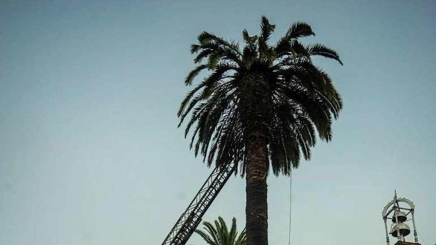 La palmera gravemente afectada por el picudo rojo. // Iñaki Abella