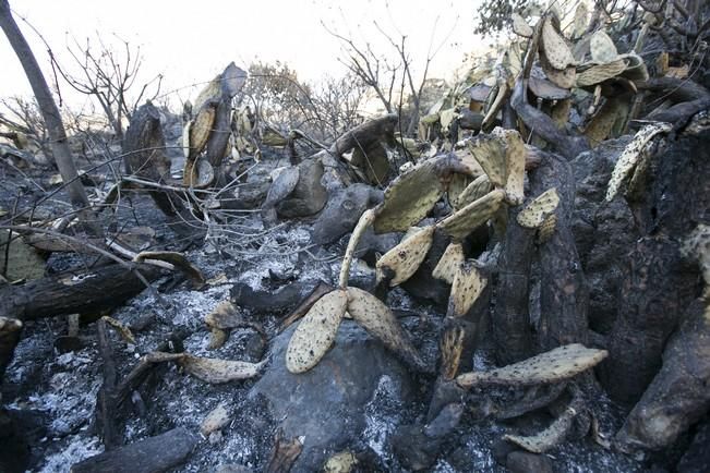 INCENDIO EN LA PALMA