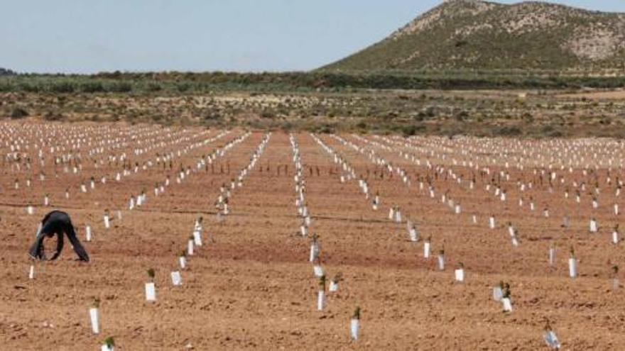 Trabajos de plantación de cerezos en una finca de Villena situada en el paraje de Las Atalayas, junto a la estación del AVE, donde se van a plantar 30.000 árboles.